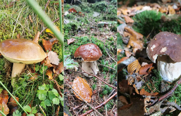 Pilze erkennen